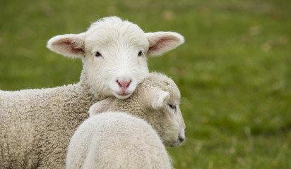 Two adorable young lambs standing in grass field