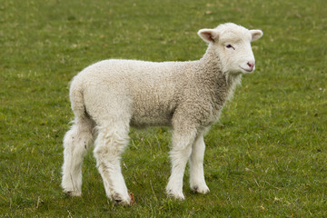Young, adorable white lamb stading in grass field