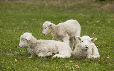 Naklejka na ściany i meble Three adorable white lambs relaxing in grass