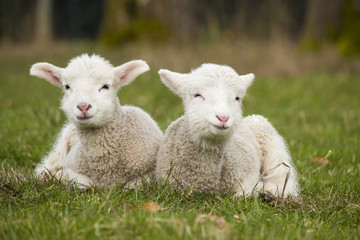 Two adorable young lambs relaxing in grass field