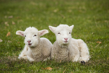 Fototapeta premium Two adorable young lambs relaxing in grass field
