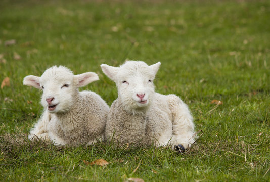 Two adorable young lambs relaxing in grass field