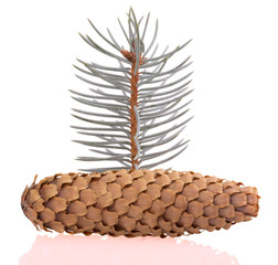 spruce and pine cone on white background