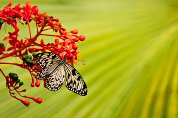 Fototapeta na wymiar White-black tropical butterfly on red flower