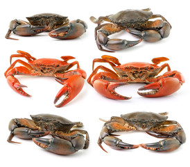 sea crab isolated on white background