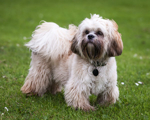 Tibetan Terrier