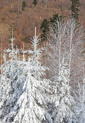 Nature in High Tatras, Slovakia