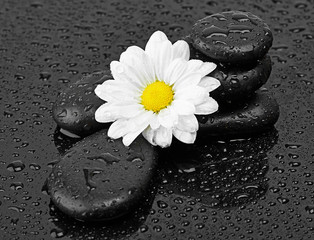 black stones and white flower with water drops