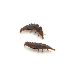 Firefly Larvae