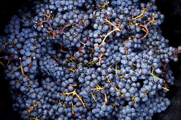 Bunches of black grapes after the harvest