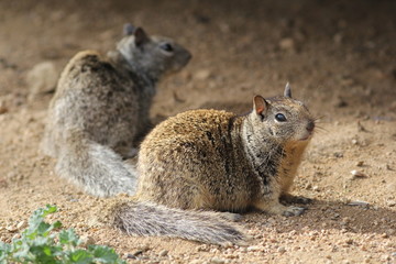 Naklejka na ściany i meble Two California Ground Squirrels