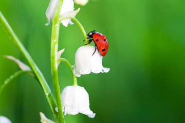 ladybug sits on a flower - obrazy, fototapety, plakaty