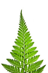 Green leaves on white background