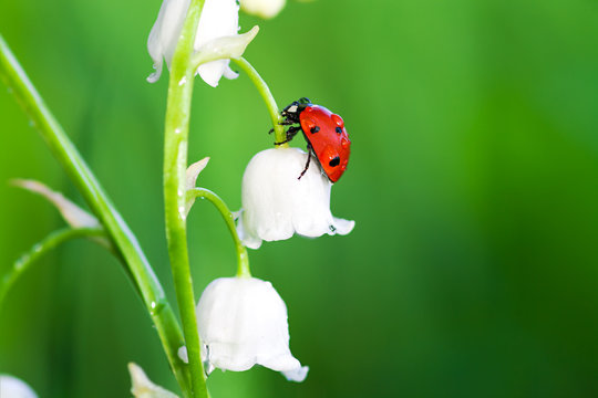 ladybug sits on a flower