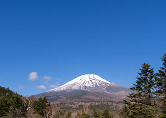 松林の向こうの富士山