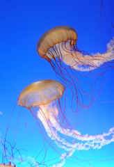 Fototapeta premium Chrysaora fuscescens jellyfish in blue water