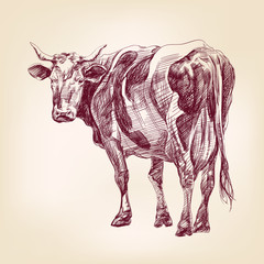 cow hand drawn vector llustration realistic sketch