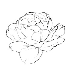 Contour of rose.