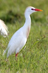 Cattle Egret Bird