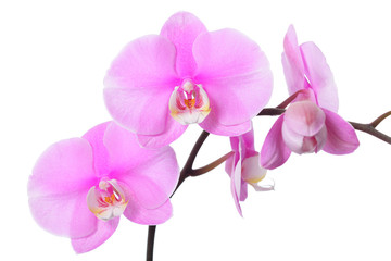 Orchid flower