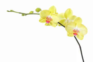 Fototapeta na wymiar Orchid flower