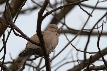 turtledove in the tree in winter