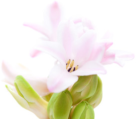 Fototapeta premium hyacinth
