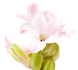 Fototapeta na wymiar opening pink hyacinth,