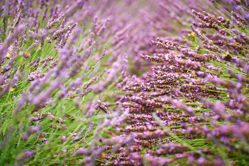 Lavender Field