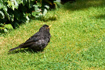 Obraz premium Blackbird