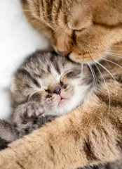 mother cat hugging little kitten