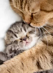 Papier Peint photo autocollant Chat mère chat étreignant petit chaton