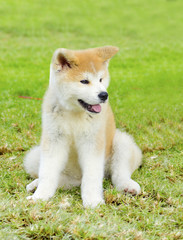 Akita Inu