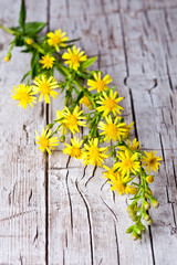 Obraz premium wild yellow flowers