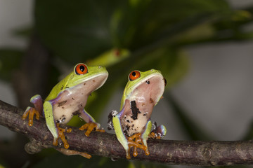 Frosch - Rotaugenlaubfrosch / Agalychnis callidryas