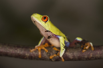 Frosch - Rotaugenlaubfrosch / Agalychnis callidryas