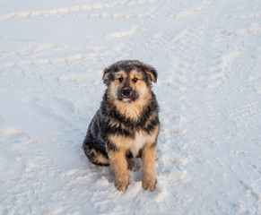 shaggy haired dog sitting on blue snow