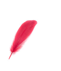 colors feather