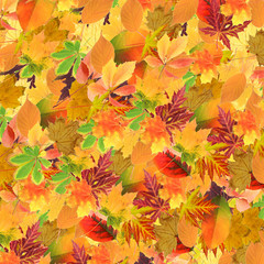 Beautiful colored autumn leaves background