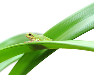 frog sitting on a leaf