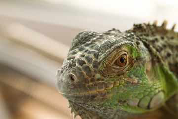 Iguana eye
