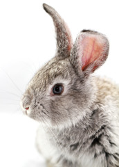 Gray rabbit