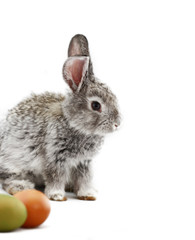 Gray rabbit