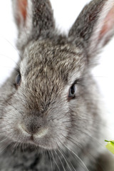 Gray rabbit