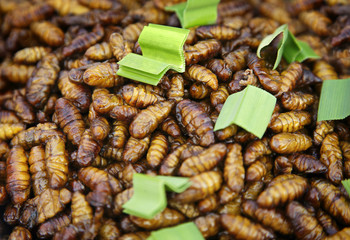 Insekten essen