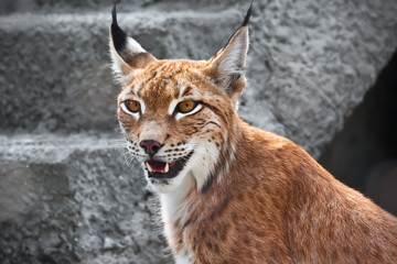 Lynx