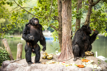 Fototapeta premium chimpanzee in chiangmai-nightsafari chiangmai Thailand