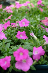 Fototapeta premium Beautiful pink flowers