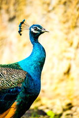 peacock in  chiangmai-nightsafari chiangmai Thailand