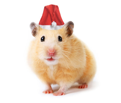 Christmas hamster